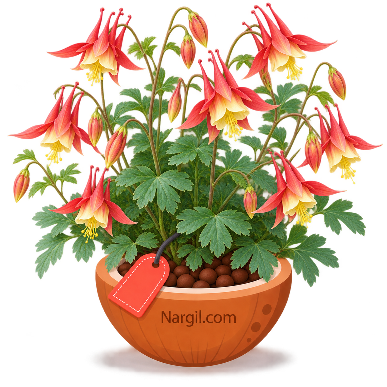 Nargil_Aquilegia Canadensis